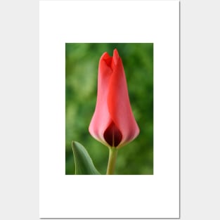 Tulipa  'Marquis de la Coquette'    Greigii Group Tulip Posters and Art